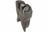 Woolly Rhino (Coelodonta) Tooth - Root Intact! #206461-1